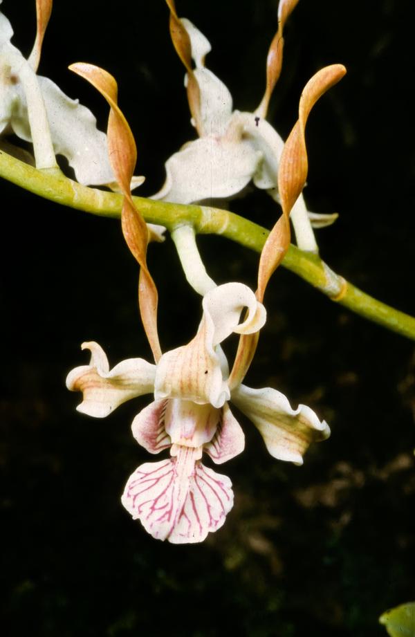 Dendrobium devosianum