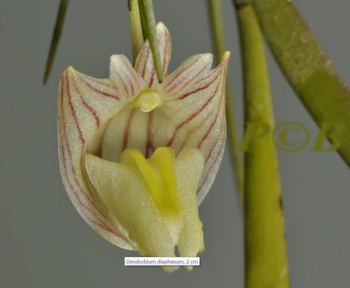 Dendrobium diaphanum