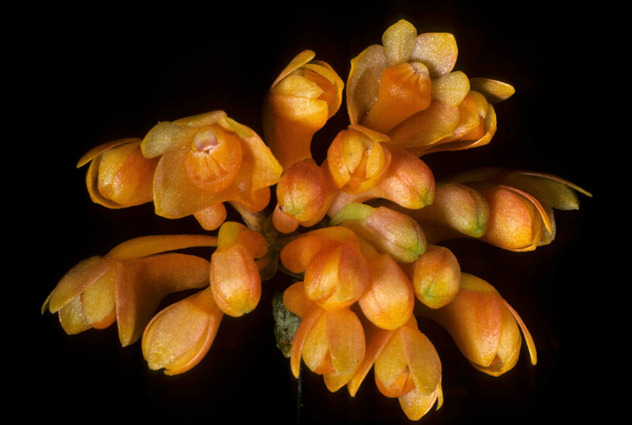 Dendrobium dichroma