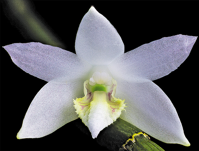 Dendrobium diffusum