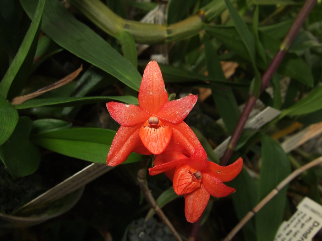 Dendrobium dillonianum