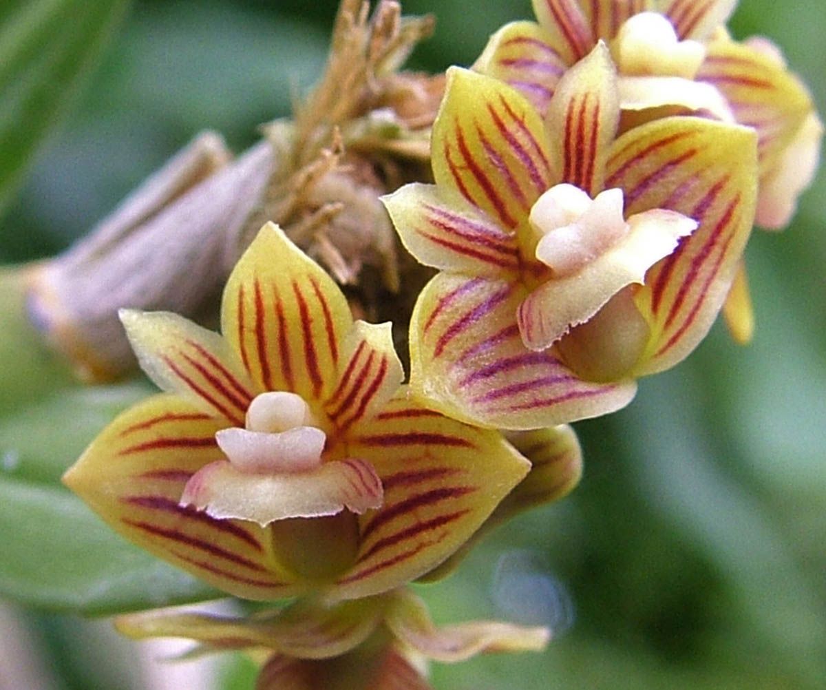Dendrobium distichum