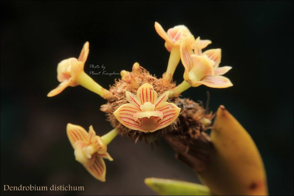 Dendrobium distichum
