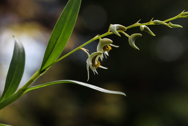 Dendrobium dixonianum