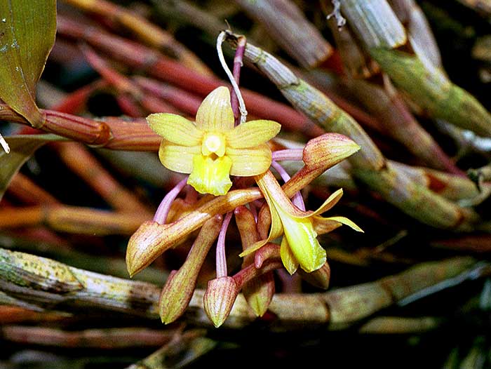Dendrobium epidendropsis