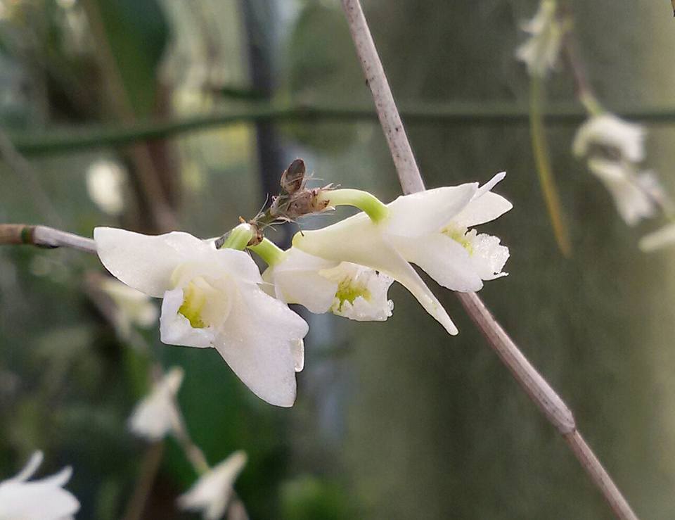 Dendrobium equitans