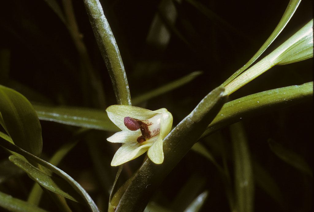 Dendrobium erectifolium
