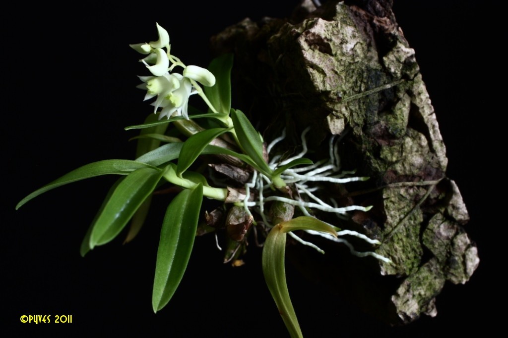 Dendrobium eriiflorum