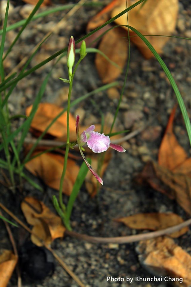 Eulophia pauciflora