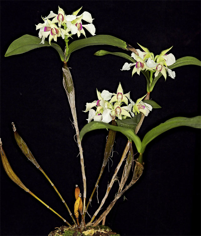 Dendrobium eximium