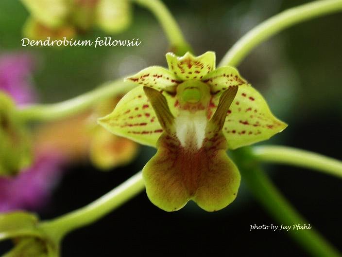Dendrobium fellowsii