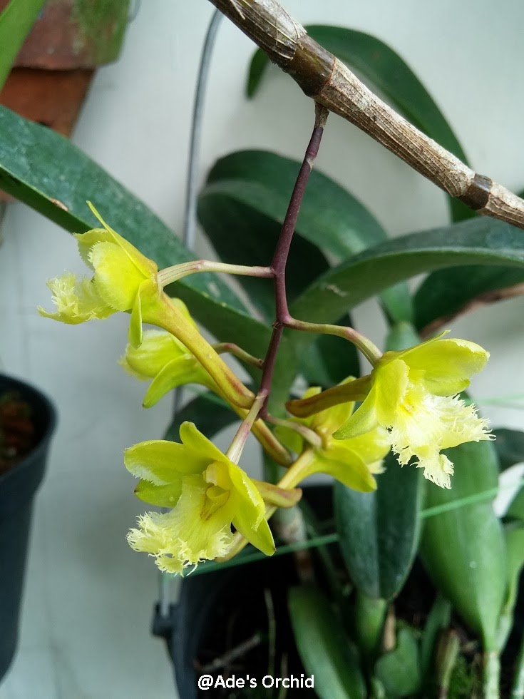 Dendrobium fimbrilabium