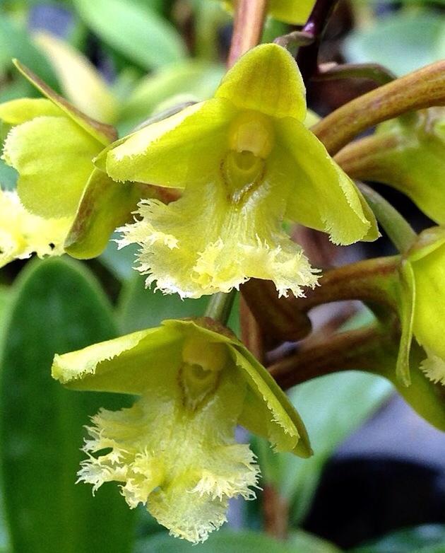 Dendrobium fimbrilabium