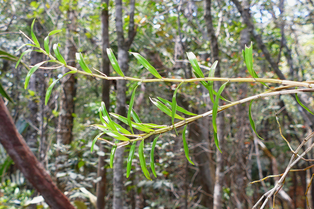 Dendrobium finetianum