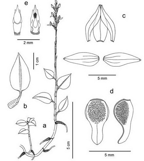 Goodyera rhombodoides