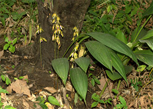 Tainia angustifolia