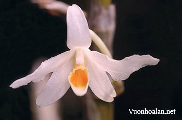 Hoàng thảo bẹ - Dendrobium perulatum