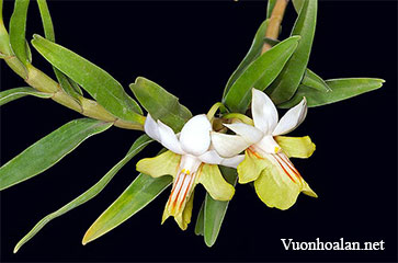 Hoàng thảo nhất hoa - Dendrobium uniflorum