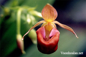 Dinh dưỡng cho lan hài Slipper Orchid