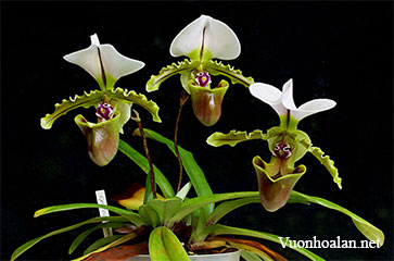 Những bệnh do nấm và vi khuẩn gây ra trên cây lan hài - Slipper Orchid
