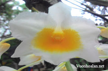 Hoàng Thảo Thủy Tiên vàng - Dendrobium palpebrae
