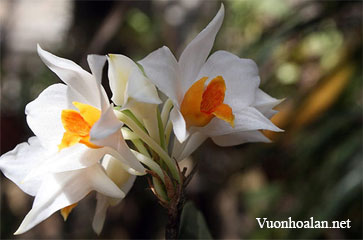 Hoàng thảo Đắc Lắc - Dendrobium daklakense