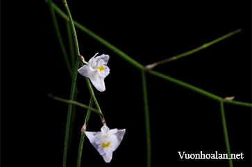 Hoàng thảo tơ mành - Dendrobium pseudotenellum