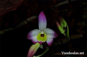 Dendrobium vietnamense - Hoàng thảo Việt Nam