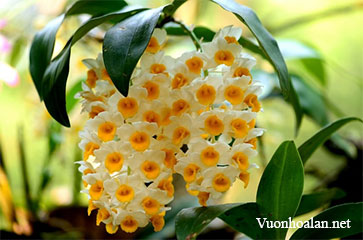 cách trồng và chăm sóc lan Kiều vàng - Dendrobium thyrsiflorum