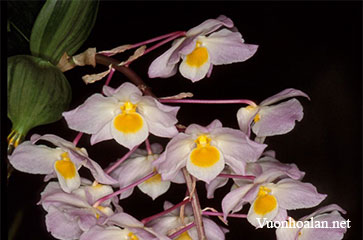cách trồng và chăm sóc lan Kiều Hồng - Dendrobium amabile