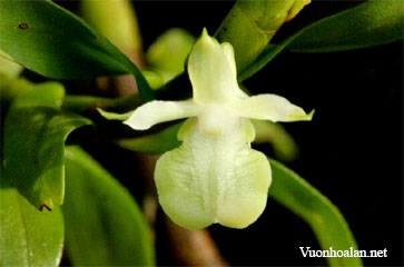 Dendrobium barisanum