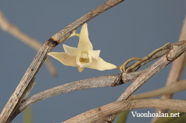 Dendrobium lagarum