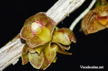 Dendrobium bicameratum