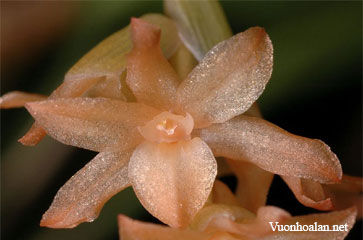 Dendrobium bicallosum