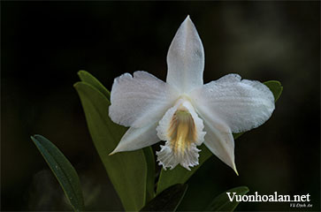 Hoàng thảo Võ Công - Dendrobium Vocongii