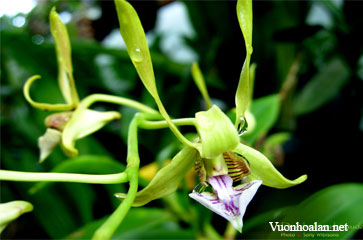 Dendrobium bicaudatum