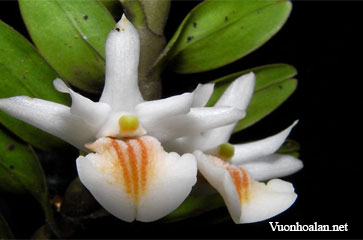 Dendrobium bifarium