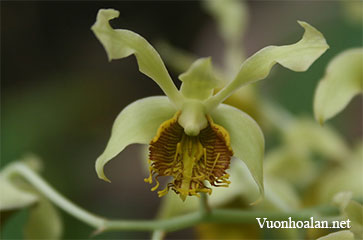 Dendrobium simondii - Hoàng thảo nam bộ