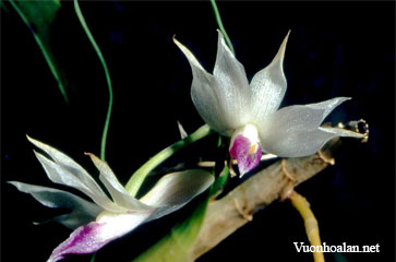 Hoàng thảo lưỡi tím - Dendrobium amethystoglossum