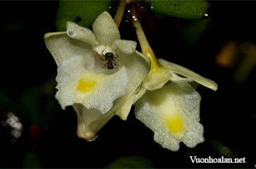 Dendrobium capitellatoides