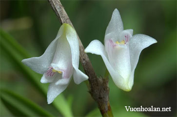 Hoàng thảo tiểu hộc - Dendrobium podagraria