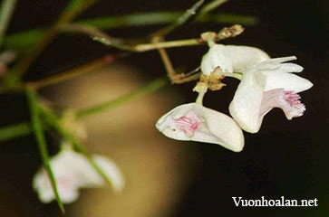 Hoàng thảo sợi gãy - Dendrobium lomatochilum