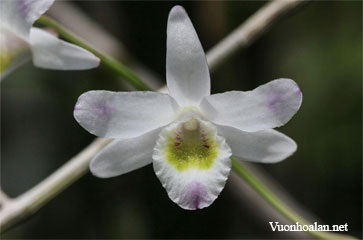 Dendrobium amoenum – Lovely Dendrobium