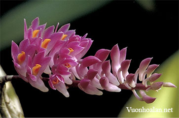 Lan báo hỷ - Dendrobium secumdum