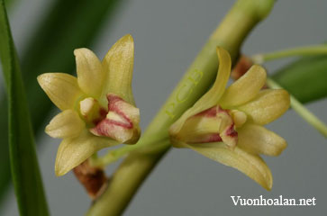 Lan hoàng thảo trúc - Dendrobium salaccense