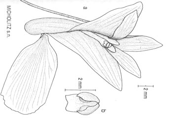 Dendrobium annamense - Hoàng thảo Trung Bộ