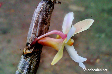 Dendrobium boumaniae