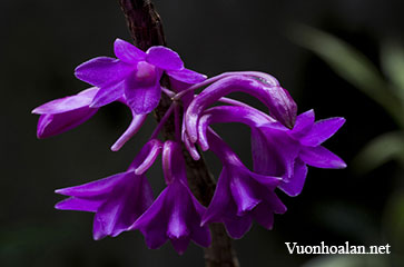 Lan Hoàng thảo đốt sợi - Dendrobium filicaule Gagnep
