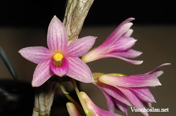 Dendrobium catillare