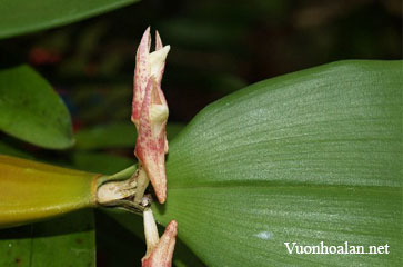 Lan thạch hộc việt nam - Flickingeria vietnamensis